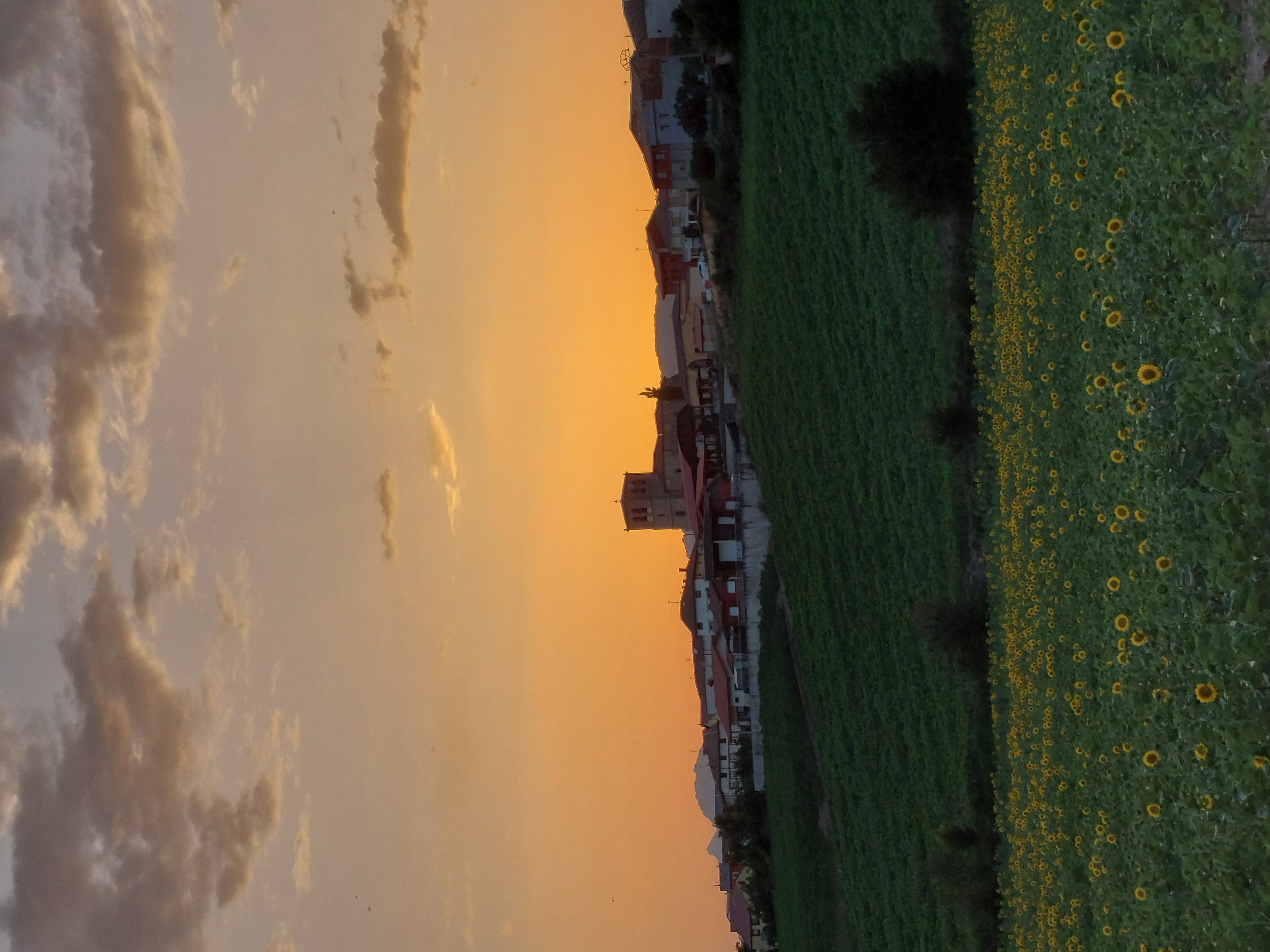 Girasoles y Miraveche